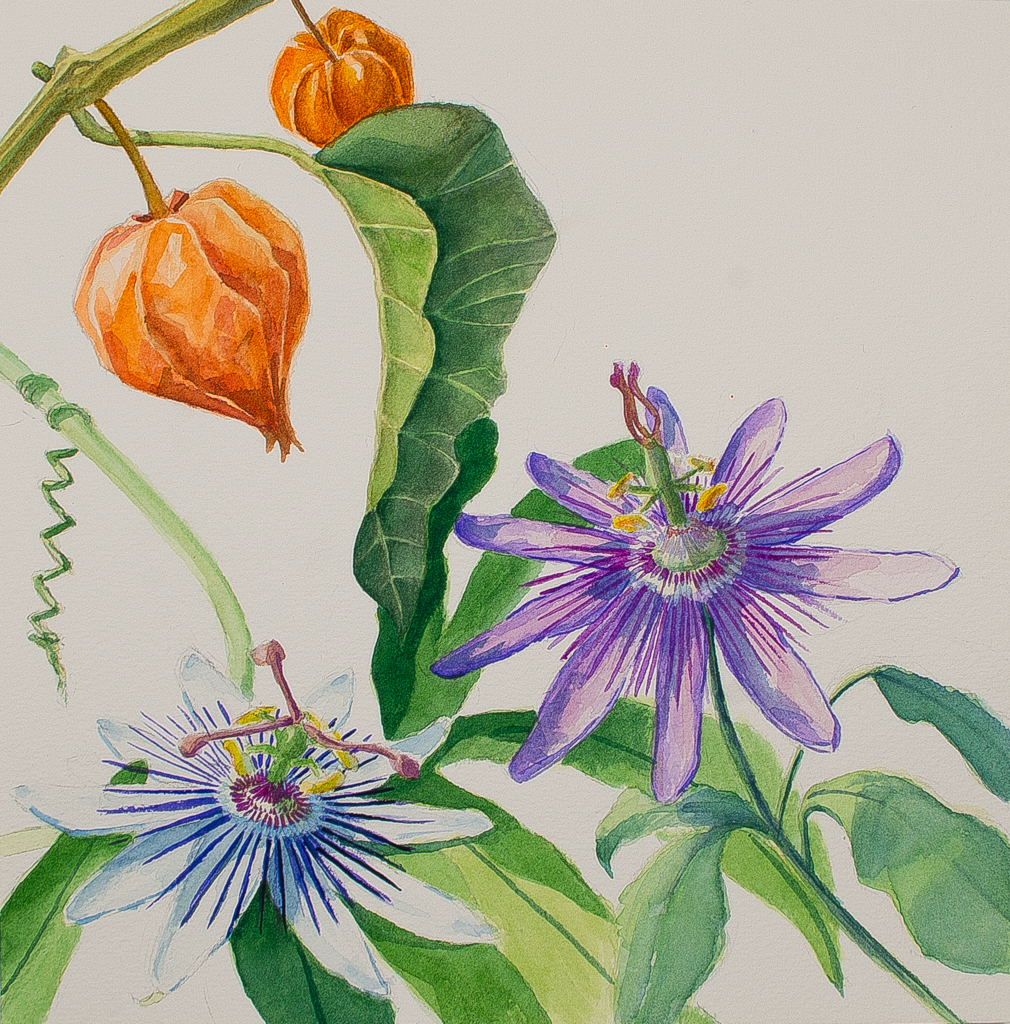 Passiflora e lanterne