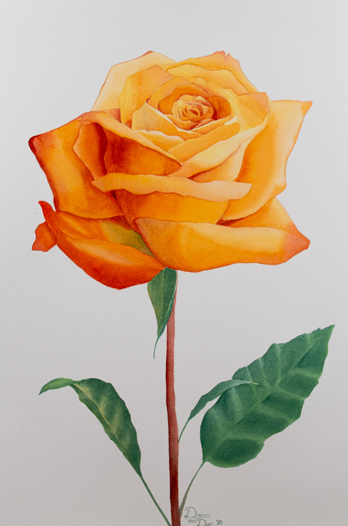 Dipinto da una rosa arancione su uno sfondo bianco