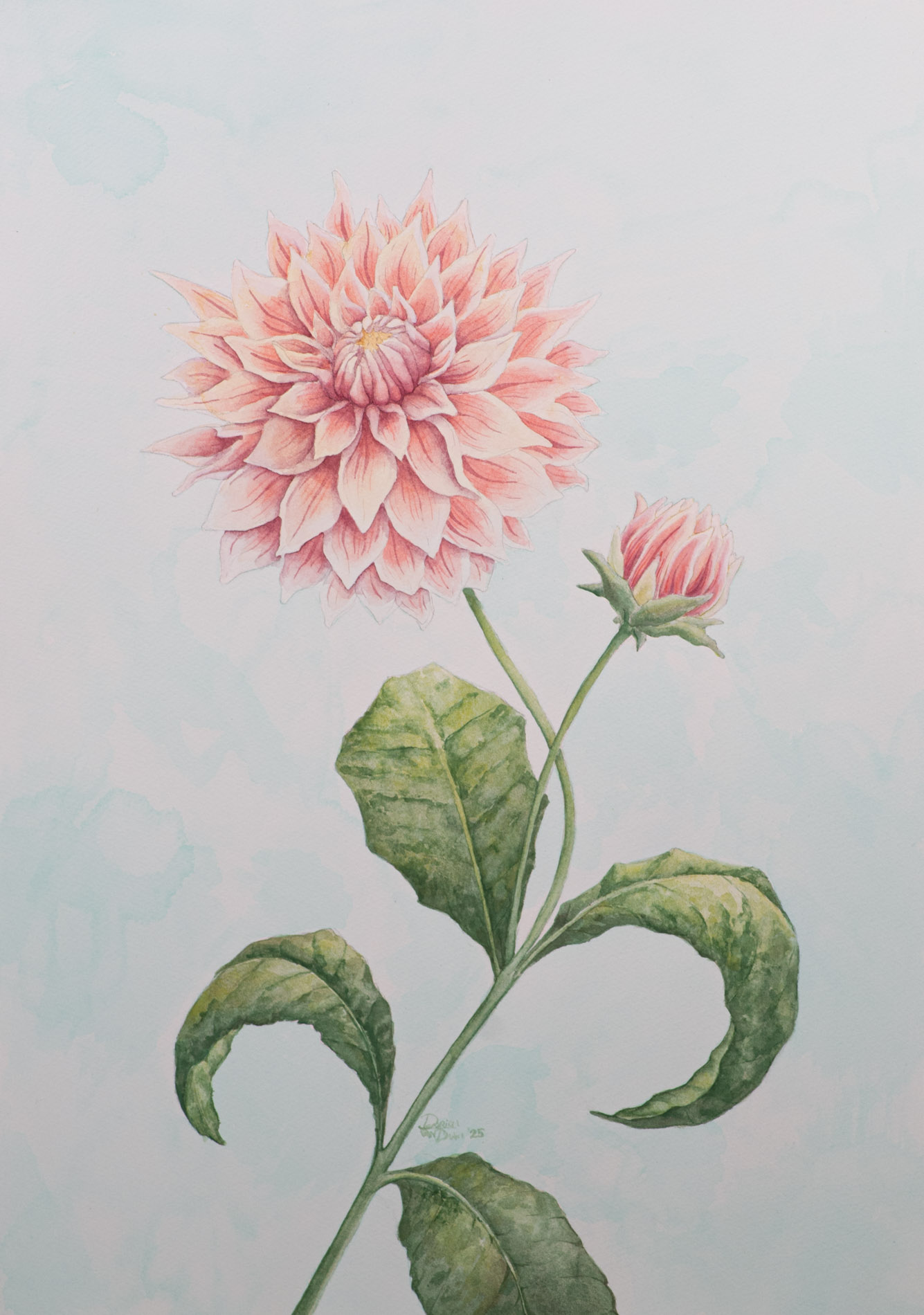 Zachtroze dahlia op een lichtblauwe achtergrond
