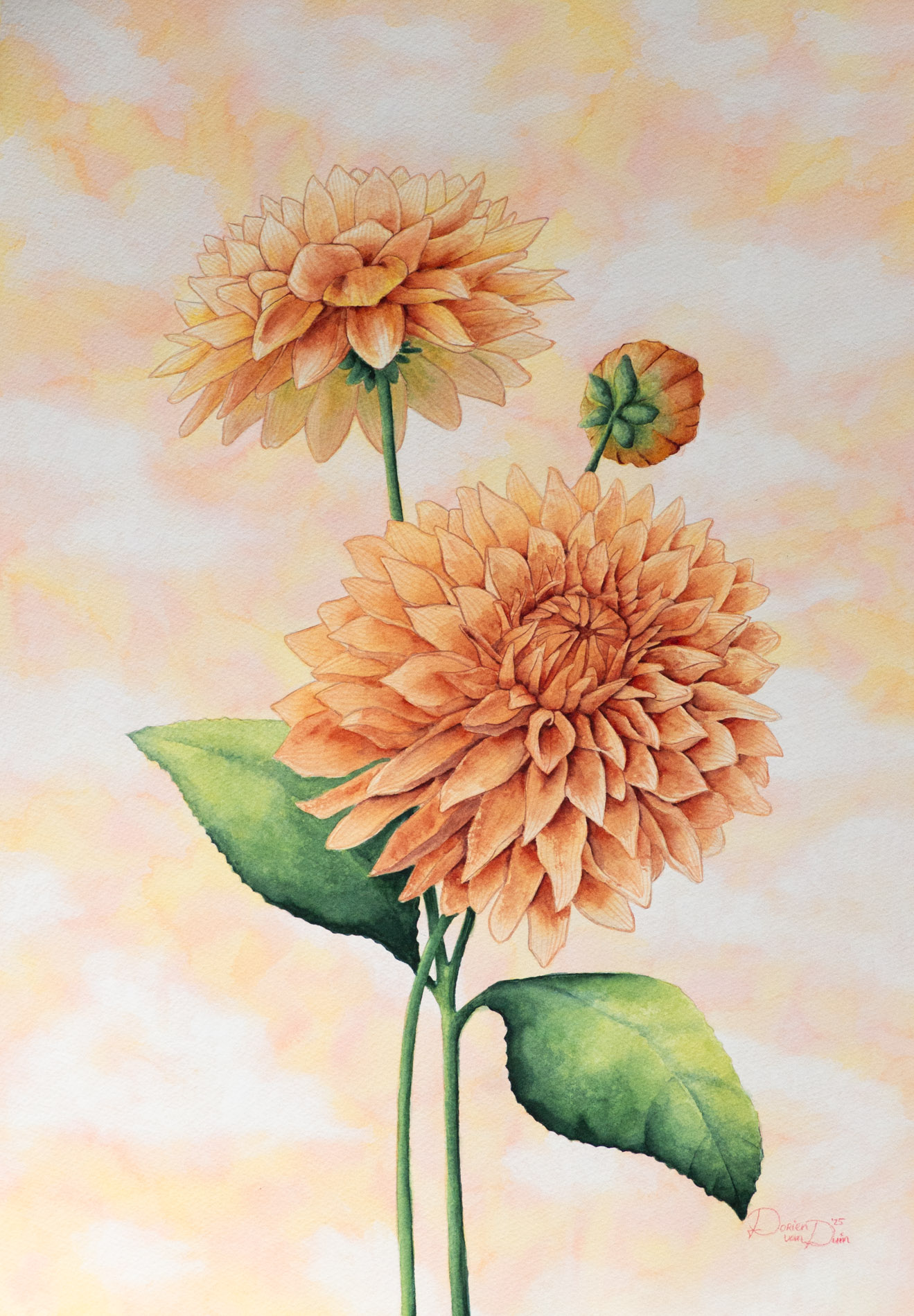 Salmon pink dahlia on an orange on a white background