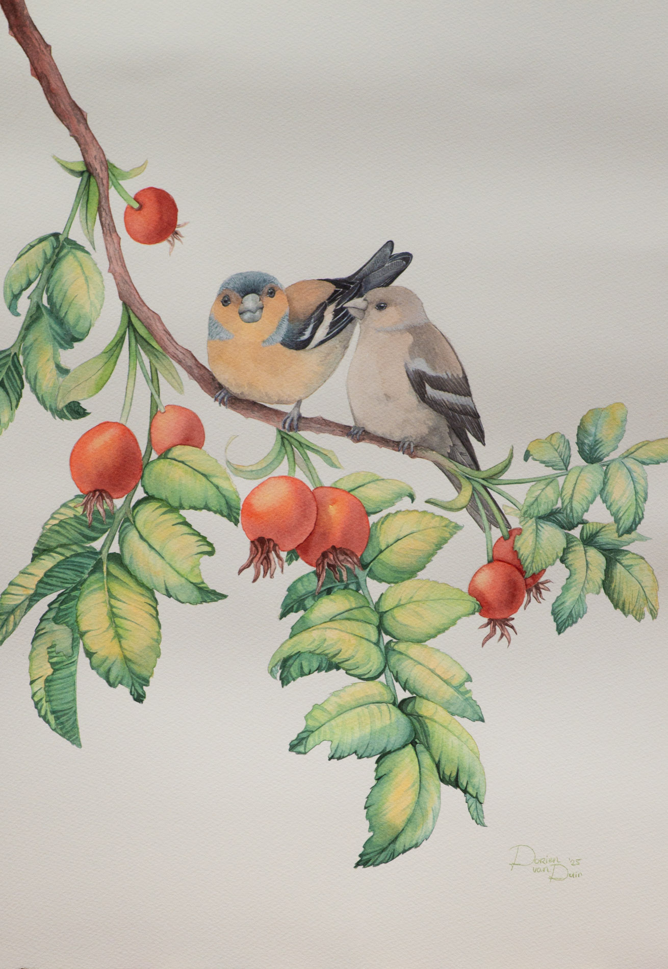 Twee vinken op een groene rozenbotteltak